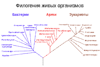 Органический мир представляет собой единое целое, но в то же время он дискретен…