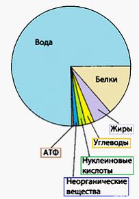 Молекулярный состав клетки сложен и разнороден. Отдельные соединения – вода и…