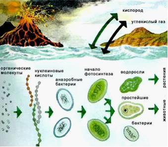 Американские ученые установили, что сложные формы жизни на Земле – растения…