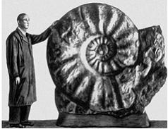 В результате анализа примеров исторического развития животного мира А. Н…